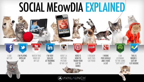 social-media-explained-by-cute-cats_5127ca6880db9_w587