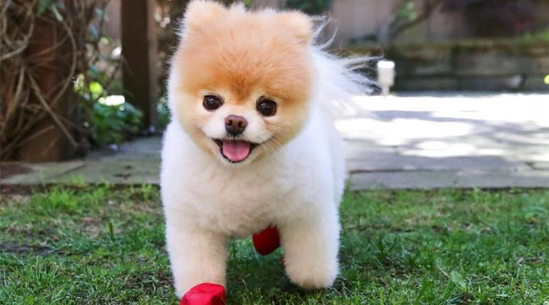 Boo_perro