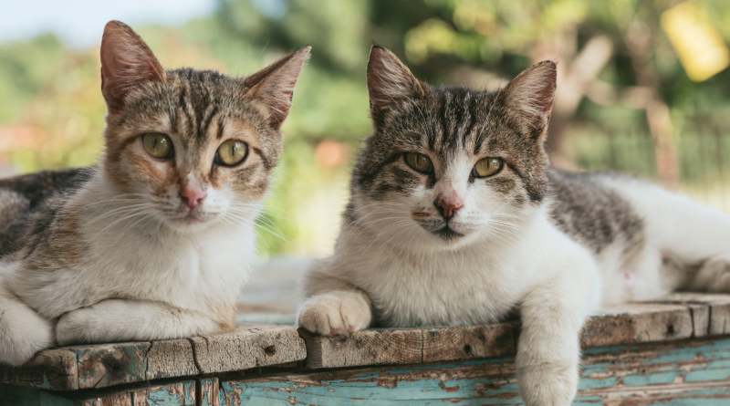 Gatos