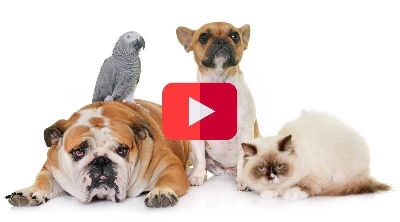 Canales de YouTube Mascotas