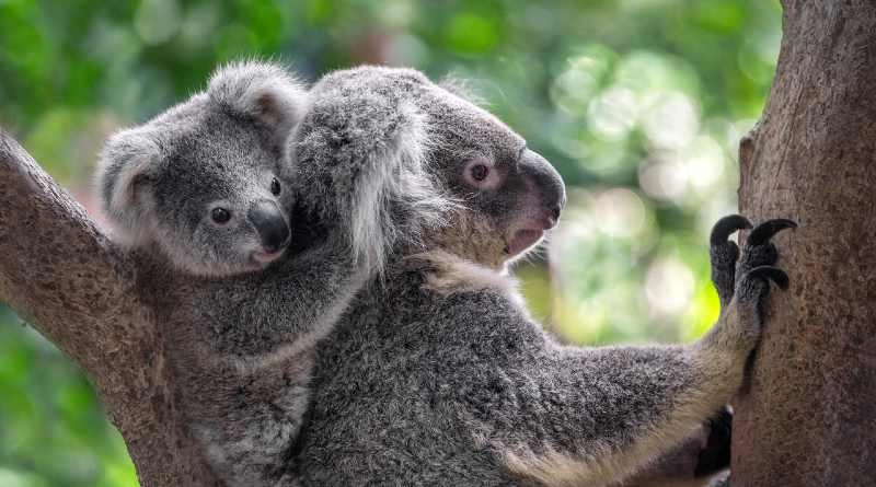koalas en arbol