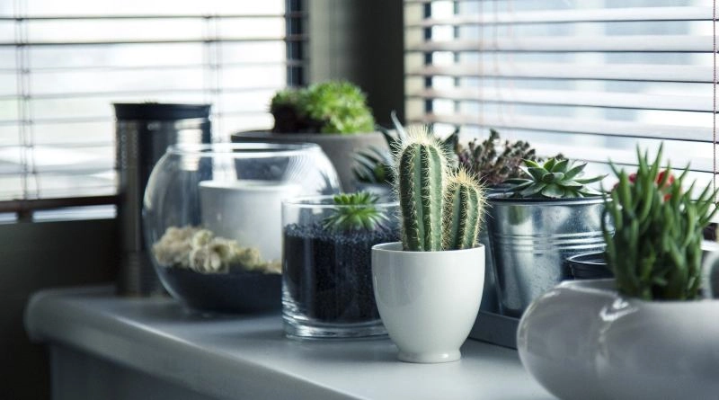 Mejores apps para identificar plantas