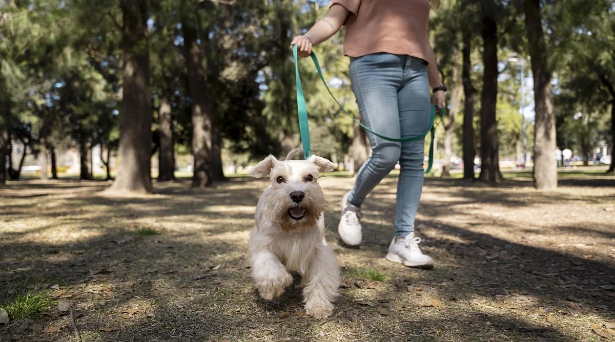 Mejores apps para mascotas de 2023